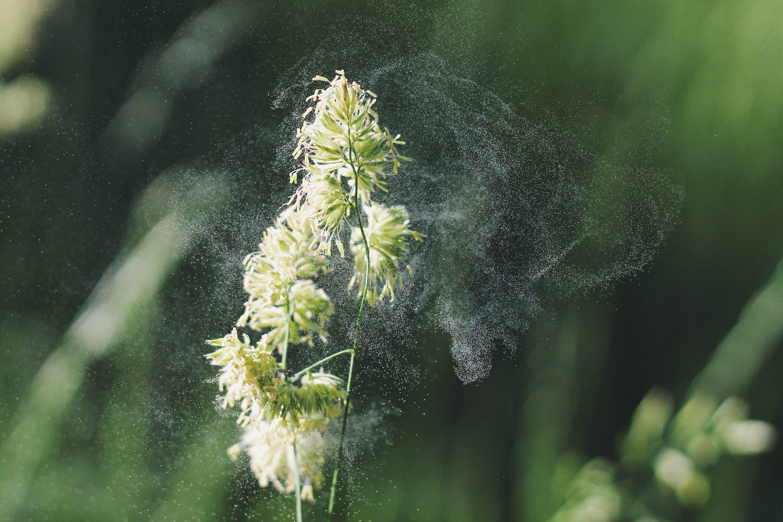 A Naturopathic Guide to Seasonal Allergies