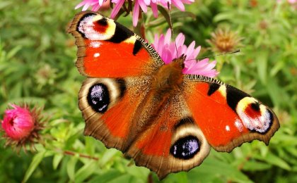 Close-up of a butterfly with open wings perched on a flower, symbolizing thyroid transformation and healing
