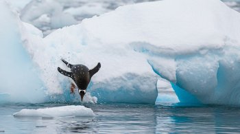 Penguin diving into icy water symbolizing cold plunge therapy and natural resilience