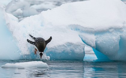 Penguin diving into icy water symbolizing cold plunge therapy and natural resilience