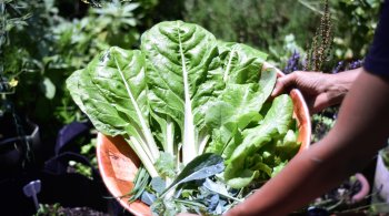 Bowl of freshly picked leafy greens from a garden, symbolizing nutrient-dense foods