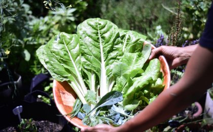 Bowl of freshly picked leafy greens from a garden, symbolizing nutrient-dense foods