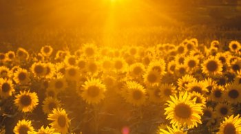 Sun rising over a vibrant field of sunflowers glowing in golden light