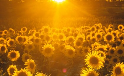 Sun rising over a vibrant field of sunflowers glowing in golden light