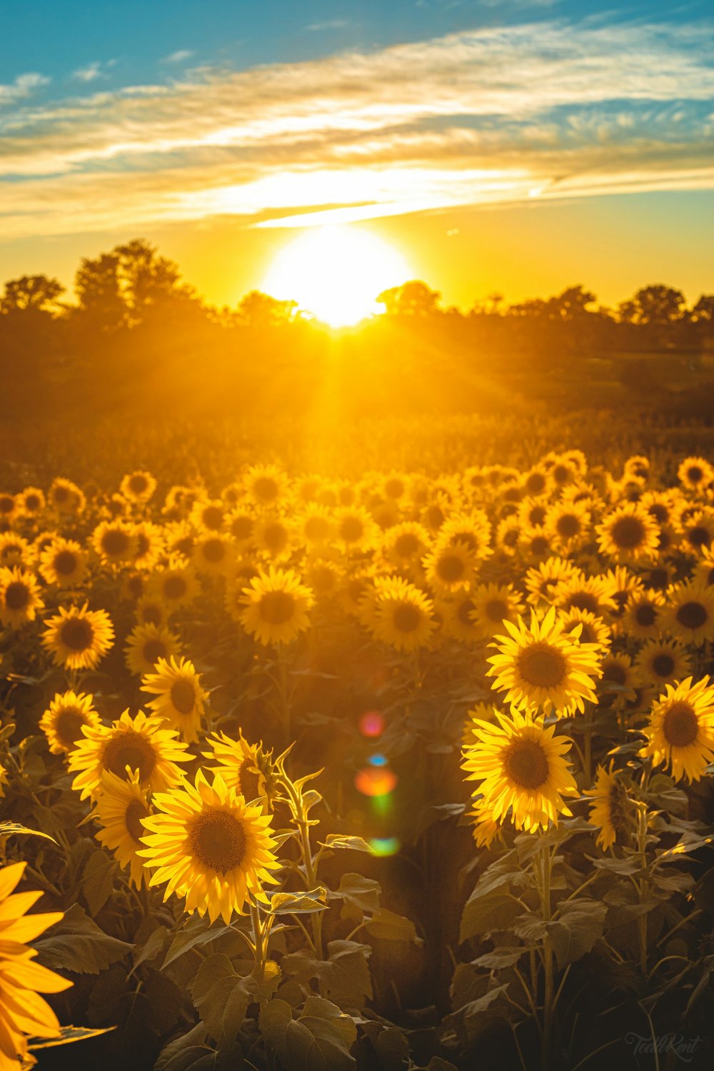 Unraveling the Mystery of Vitamin D: A Guide for Combating Exhaustion