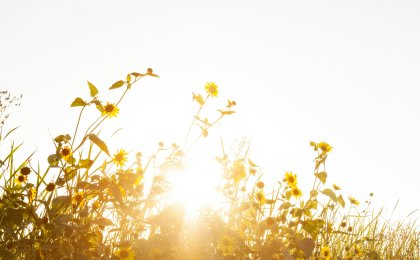Sunlight shining through yellow wildflowers symbolizing natural mood boosters and light therapy