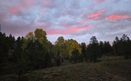 Sunrise shining through a grove of aspen trees in a forest, symbolizing a cortisol detox and a morning rhythm reset
